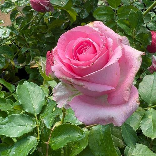 ورد جوري هولندي وردي