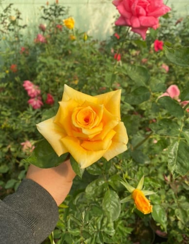 ورد بيبي جوري هولندي اصفر نادر