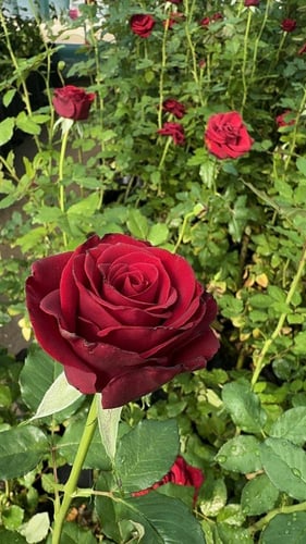 ورد جوري احمر غامق استرا