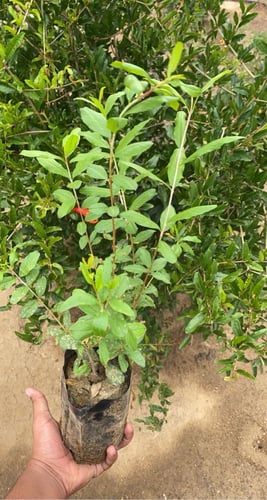 رمان جوف ال معمر شتلات صغيرة20-50سم