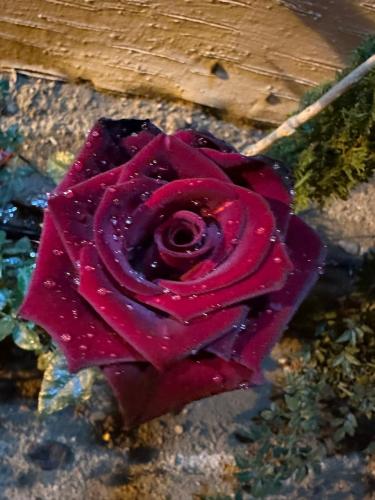 ورد جوري احمر غامق استرا