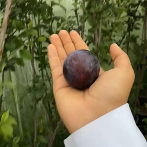 البخارة الياباني الأسود