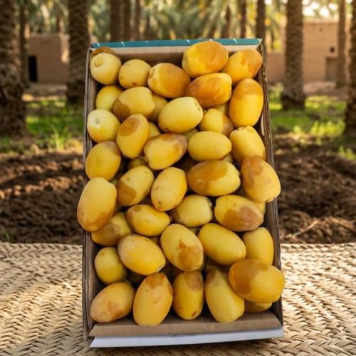 رطب اخلاص الاحساء