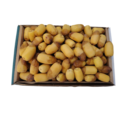 رطب غر الاحساء