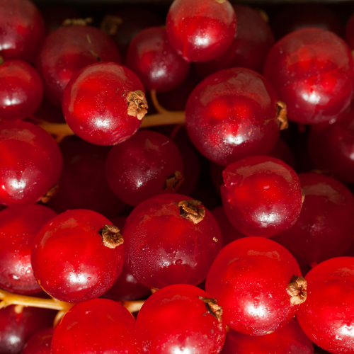 كشمش أحمر (1.5 كجم)