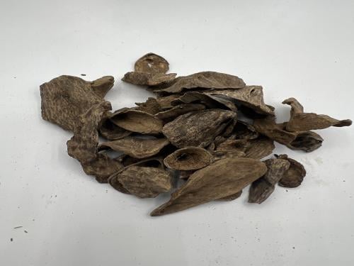 عود فلبيني قواقع