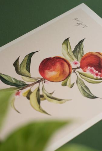 A4 prints الخوخ - مع حدود