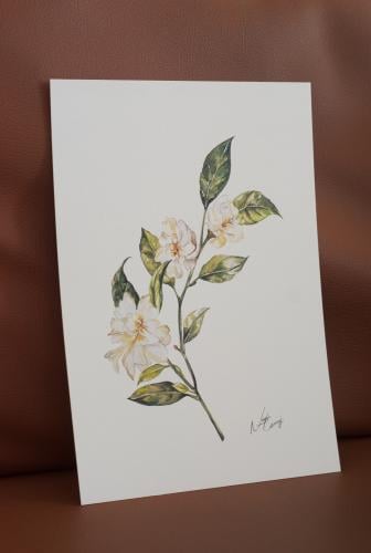 A4 prints الياسمين