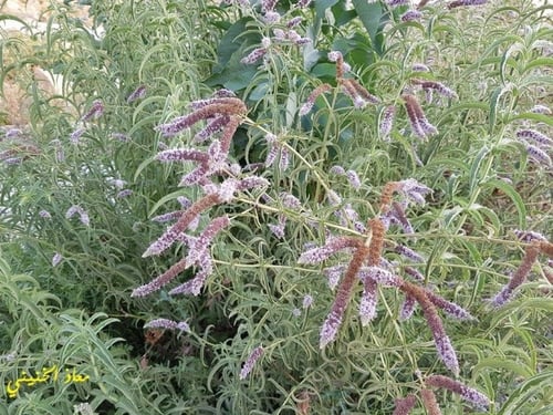 حبق بري مقدار ملعقة وسط من البذور Mentha longifoli...