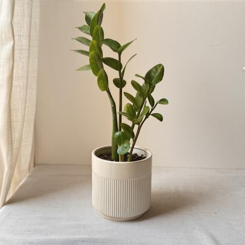 نبتة الزامياZZ