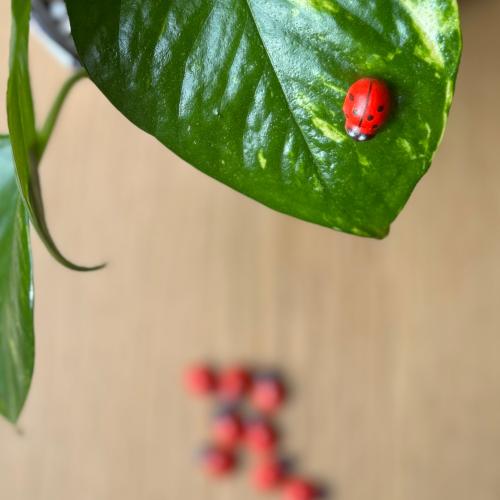 خنفساء حمراء