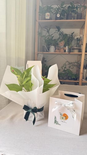 اشراقة ميلاد