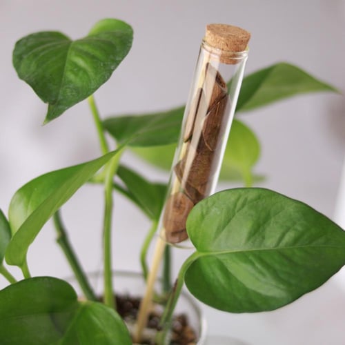 عبير الخضرة