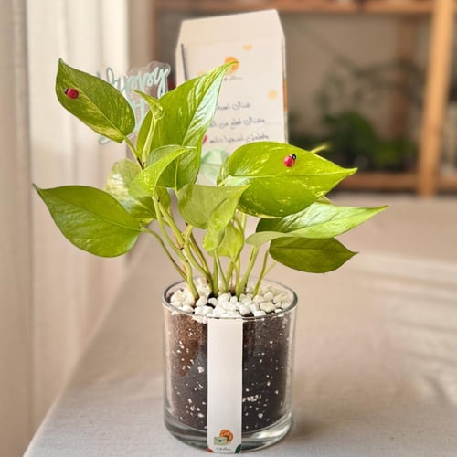 اشراقة ميلاد