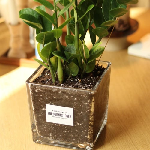 نبتة الزاميا ZZ