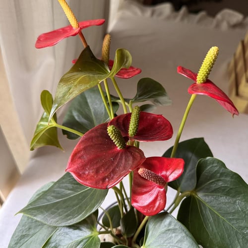 نبتة الإنتوريوم