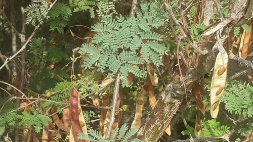 طلح الضهيان 50 بذرة Acacia asak