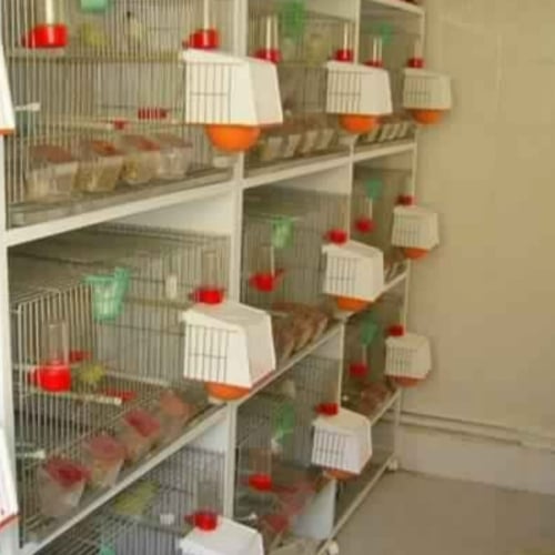 عش خارجي ايطالي