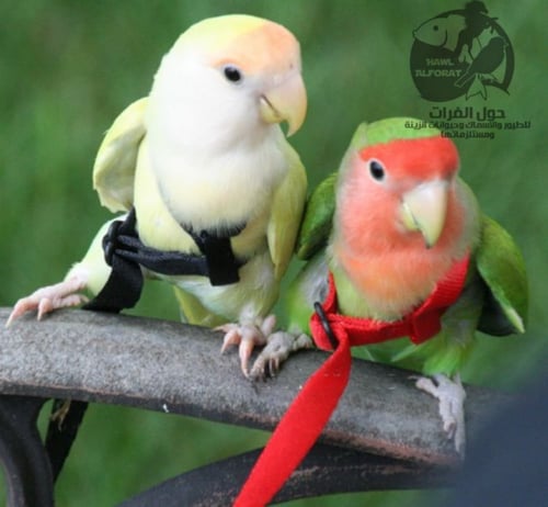 هارنس حبل طيران PETITE الطيور والبغباء الصغير (الب...