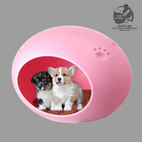 بيت قطط وكلاب