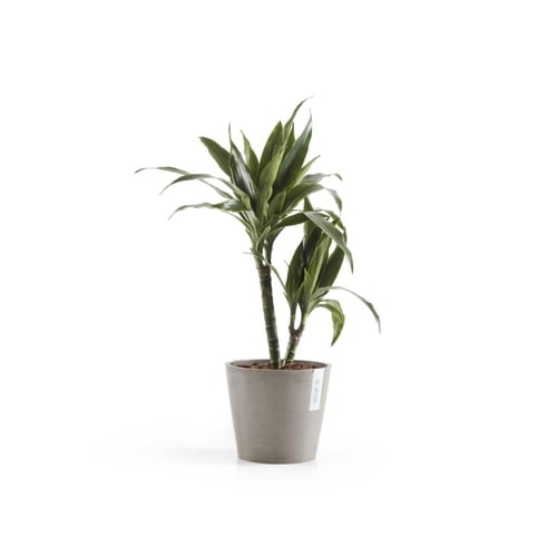 مركن إيكو بوت فايبر أمستردام ECOPOTS مقاس 20 × 17...