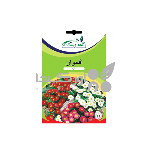 بذور أقحوان دوارف 2 غم