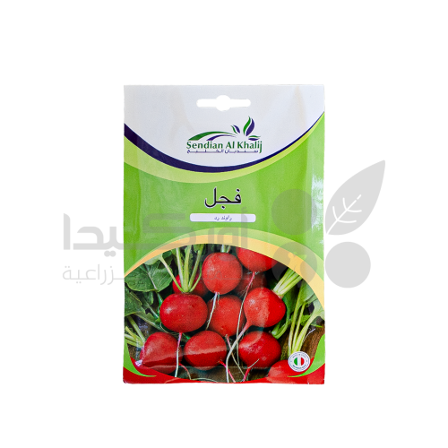 بذور فجل راوند رد 10 غم