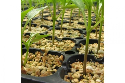 صينية تشتيل بلاستيكية 72 عين