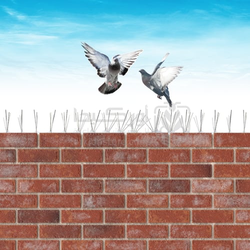 اشواك طاردة ومانعة للطيور والحمام - 50 سم