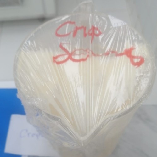 crepe - كريب