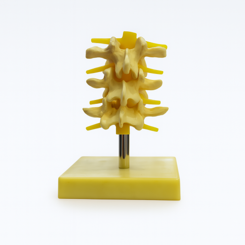 مجسم الفقرات العنقية