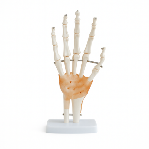 مجسم يد الإنسان