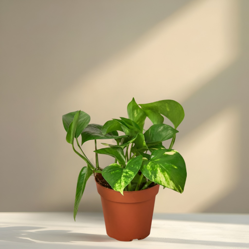 نبتة بوتس – الحجم وسط (M)