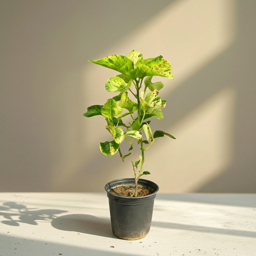 اكليفيا مركن 15