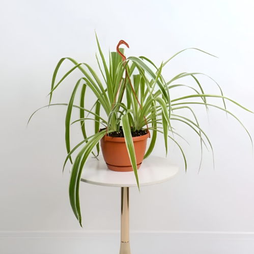 نبتة العنكبوت