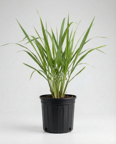 عشبة الليمون