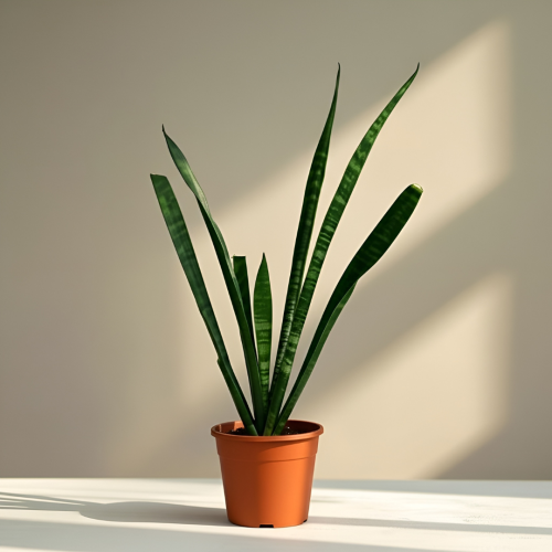 سانسيفيريا جلد النمر - حجم XL الأكبر