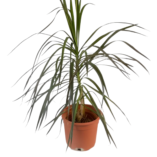 دراسينا مارجيناتا – الحجم المتوسط (M)