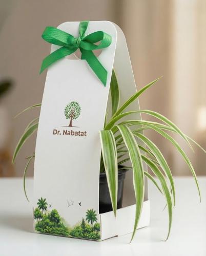 5 توزيعات نبتة العنكبوت