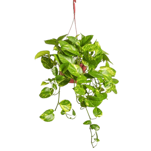 نبتة البوتس - معلّقة