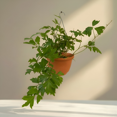 هيديرا – معلّقة