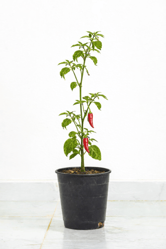 باقة رَيّان