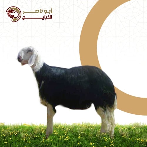 نجدي ( 4 شهور )