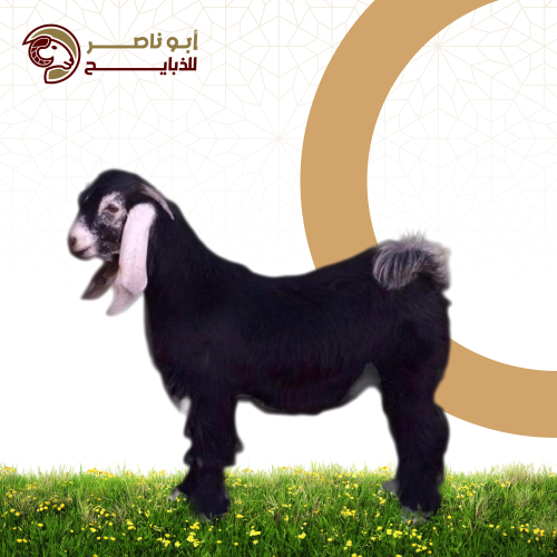 تيس وسط
