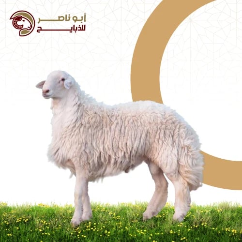 حري ( 7 شهور )