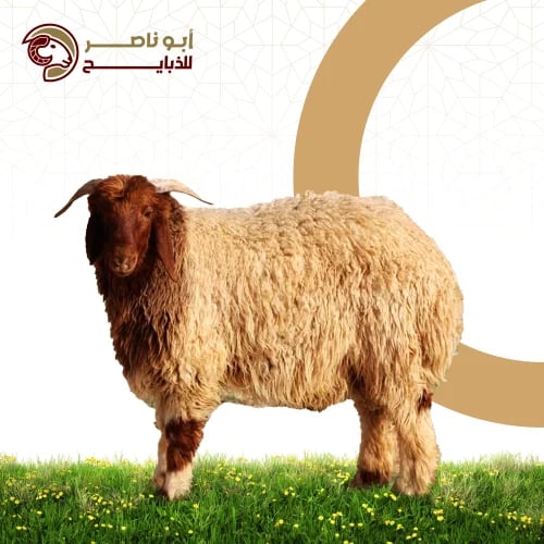 نعيمي ( 8 شهور )