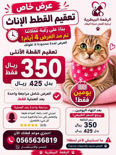 تعقيم القطط الإناث في مكة | عرض خاص على عملية التع...