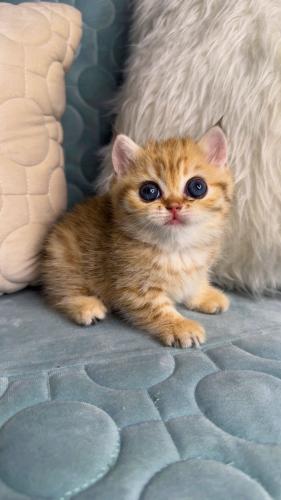 انثى بريتش ny24