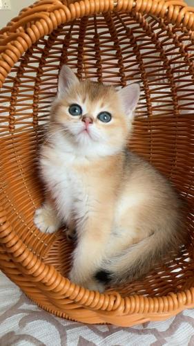 ذكر سكوتش ستريت ny11