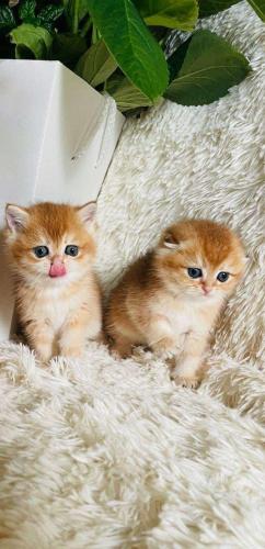 انثى سكوتش ستريت ny 11